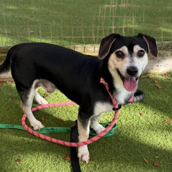 Rescue Mixed Breed Dogs for Adoption in Loxahatchee Groves, Florida - Thrown 8803 | PetCurious