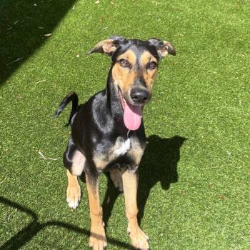 Chaos 9195 -  Doberman Pinscher and German Shepherd Dog Dog for Adoption in Loxahatchee Groves, Florida - Chaos 9195 | PetCurious