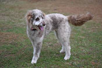 Aussiedoodle Dogs Available for Adoption - Lovely Lola! | PetCurious