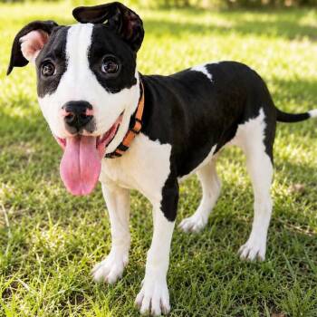 Nickel -  Labrador Retriever and Pit Bull Terrier Dog for Adoption in Ramona, California - Nickel | PetCurious
