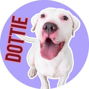 Dottie -  Dogo Argentino Dog for Adoption in Fort Worth, Texas - Dottie | PetCurious