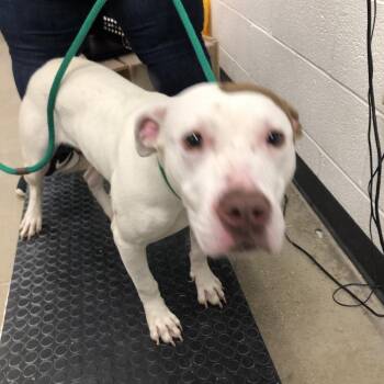YORK-Stray-16924 -  Mixed Breed and Pit Bull Terrier Dog for Adoption in York, Pennsylvania - YORK-Stray-16924 | PetCurious