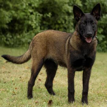 Gucci -  Belgian Shepherd Malinois Dog for Adoption in St. Ignace, Michigan - Gucci | PetCurious