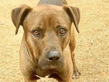 Mixed Breed Dogs Available for Adoption - Lester | PetCurious