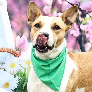 Bobby Darin (D.O.G.) JuM -  Labrador Retriever and Mixed Breed Dog for Adoption in Austin, Texas - Bobby Darin (D.O.G.) JuM | PetCurious