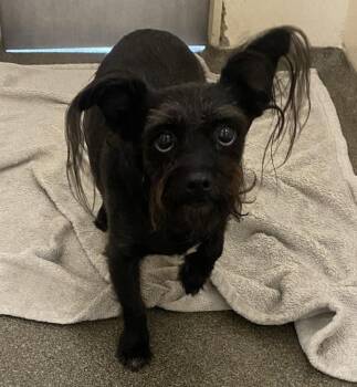 Tartar -  Norfolk Terrier Dog for Adoption in Vancouver, Washington - Tartar | PetCurious