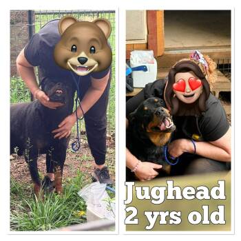 Jughead -  Rottweiler Dog for Adoption in Deering, New Hampshire - Jughead | PetCurious