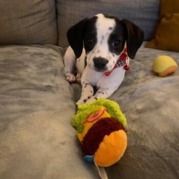 Ravioli -  Chihuahua Dog for Adoption - Ravioli | PetCurious
