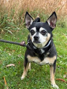 Pablo -  Chihuahua Dog for Adoption in Hamilton, Ontario - Pablo | PetCurious