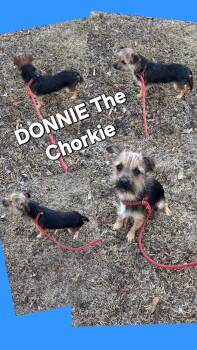Yorkshire Terrier and Chihuahua Dogs Available for Adoption - DONNIE | PetCurious