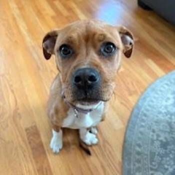 Boxer Dogs Available for Adoption in Andover, Massachusetts - Charlie Gwendolyn - Local Girl | PetCurious