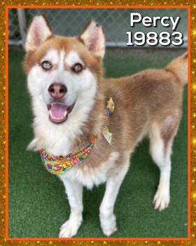 PERCY (also see ETTA) -  Siberian Husky Dog for Adoption in Marietta, Georgia - PERCY (also See ETTA) | PetCurious