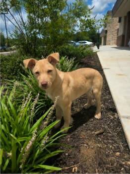 Braxton -  Labrador Retriever and German Shepherd Dog Dog for Adoption in Raymond, Mississippi - Braxton | PetCurious