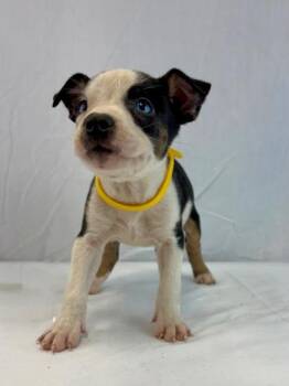Funshine Bear -  Pit Bull Terrier and Husky Dog for Adoption in Morton Grove, Illinois - Funshine Bear | PetCurious