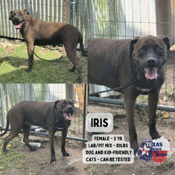 Rescue Black Labrador Retriever Dogs for Adoption in Anahuac, Texas - Iris | PetCurious