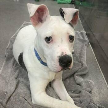 Blizzard -  Pit Bull Terrier Dog Available for Adoption in Baltimore, Maryland - Blizzard | PetCurious