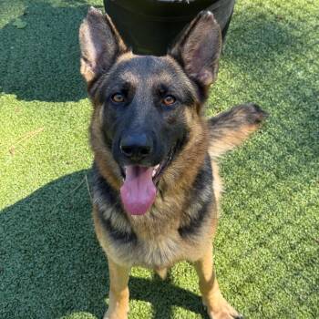Gianna -  German Shepherd Dog Dog for Adoption in Greensboro, North Carolina - Gianna | PetCurious