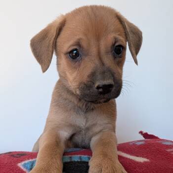 Rescue Mixed Breed Dogs for Adoption in Fairfax Station, Virginia - Gladys | PetCurious