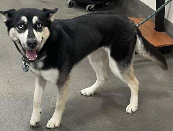 Siberian Husky Dogs Available for Adoption - GIA | PetCurious