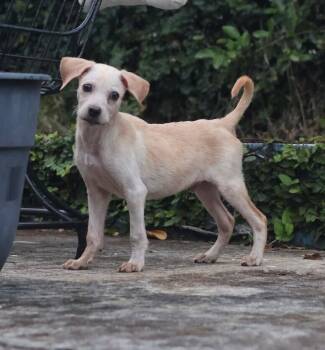 Labrador Retriever Dogs Available for Adoption in North Reading, Massachusetts - Tommy Tom | PetCurious