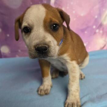 Duke -  Mixed Breed Dog for Adoption in Fort Collins, Colorado - Duke | PetCurious