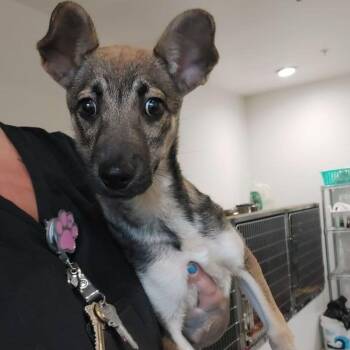 Portia -  Shepherd and Mixed Breed Dog for Adoption in Lake Havasu City, Arizona - Portia | PetCurious