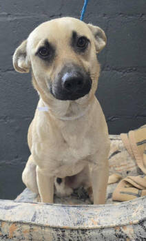 Rescue Corgi and Beagle Dogs for Adoption in New York, New York - Irwin | PetCurious