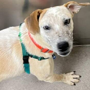Oliver -  Cattle Dog Dog for Adoption in Baltimore, Maryland - Oliver | PetCurious