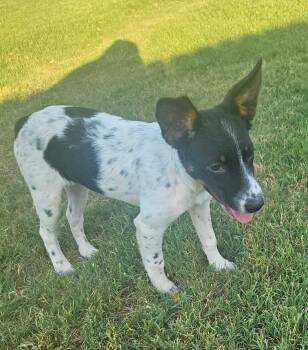 Moana -  Rat Terrier Dog for Adoption in Yukon, Oklahoma - Moana | PetCurious