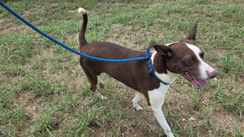 Rescue Mixed Breed Dogs for Adoption in Jackson, Mississippi - Vaquita | PetCurious