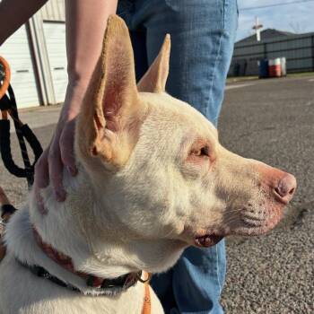 Pit Bull Terrier Dogs Available for Adoption - Romeo | PetCurious