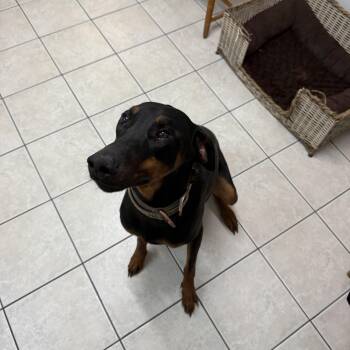 Doberman Pinscher Dogs Available for Adoption in Hendersonville, Tennessee - Riot | PetCurious
