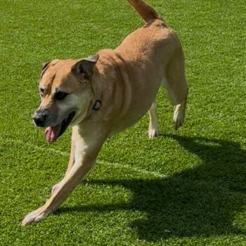 Bree -  Boxer and German Shepherd Dog Dog for Adoption in Chicago, Illinois - Bree | PetCurious