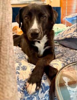 Bernie -  Labrador Retriever and Australian Shepherd Dog for Adoption in Mount Bethel, Pennsylvania - Bernie | PetCurious