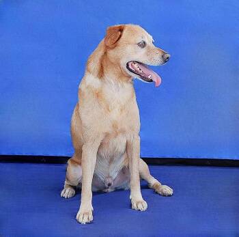 CODA -  Terrier Dog for Adoption in Pasadena, California - CODA | PetCurious