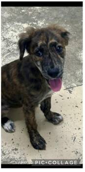 Ember -  Belgian Shepherd Malinois Dog for Adoption in Carmel Hamlet, New York - Ember | PetCurious