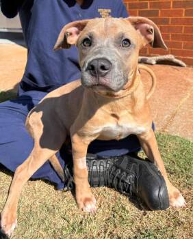 Louis -  Cane Corso and Pit Bull Terrier Dog for Adoption in Stillwater, Oklahoma - Louis | PetCurious