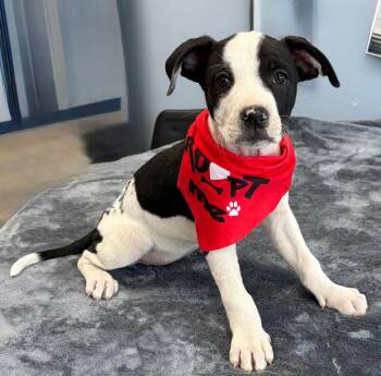 German Shepherd Dog and American Staffordshire Terrier Dogs Available for Adoption - Guinness | PetCurious