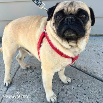 Pug Dogs Available for Adoption in Cheyenne, Wyoming - Rowdy | PetCurious