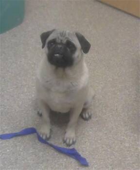 Pug and Mixed Breed Dogs Available for Adoption in Albuquerque, New Mexico - LUCKY | PetCurious