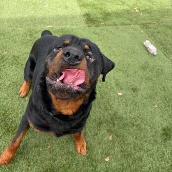 Mixed Breed Dogs Available for Adoption in Davenport, Iowa - Tony | PetCurious