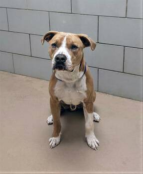 Mixed Breed Dogs Available for Adoption - Cato | PetCurious