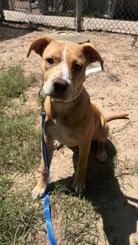 07154B Banana -  American Staffordshire Terrier and Mixed Breed Dog for Adoption in North Charleston, South Carolina - 07154B Banana | PetCurious