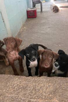German Wirehaired Pointer and Labrador Retriever Dogs Available for Adoption in Trenton, New Jersey - Sigrid | PetCurious