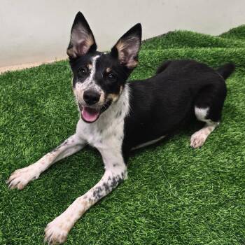 Peach -  Australian Cattle Dog Blue Heeler Dog for Adoption in Columbia, Missouri - Peach | PetCurious