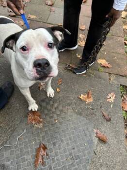 Rescue Pit Bull Terrier and Mixed Breed Dogs for Adoption in Knoxville, Tennessee - Hercules | PetCurious