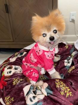 Pomeranian Dogs Available for Adoption in Houston, Texas - Lisa Vanderpup | PetCurious