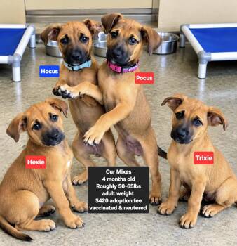 Hexie -  Black Mouth Cur Dog for Adoption in Oviedo, Florida - Hexie | PetCurious