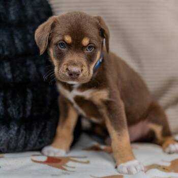 Labrador Retriever Dogs Available for Adoption - Shilo | PetCurious