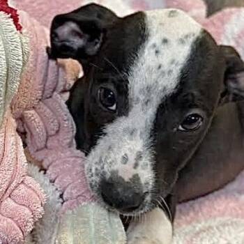 Mixed Breed Dogs Available for Adoption in Tunica, Mississippi - Freckles  | PetCurious